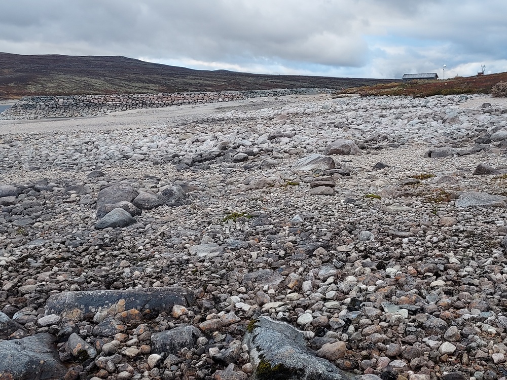 Synken, har gått langs fjæra.